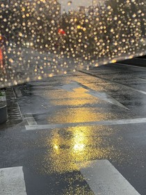 雨中见花不见你
