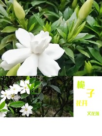 桅子花开又花落（猫天一同人续写）