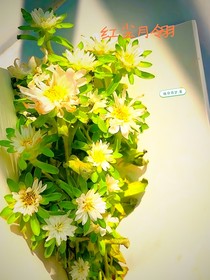 紅塵月翎