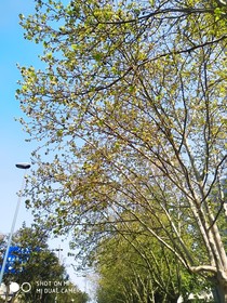 葉落石潭