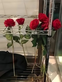 东辰小短文