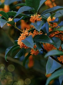 月下桂花