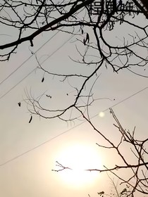 程陽樹