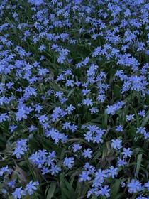 俞芊鳶尾