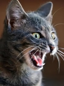 猫武士首部曲：暗夜笼罩