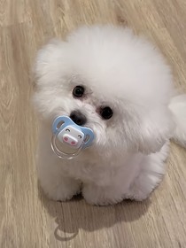 动物托儿所