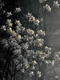 寒烟凛冽