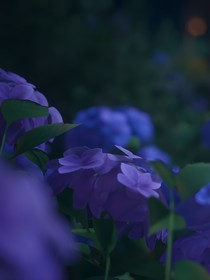 椿花风月