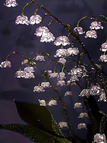 本为女