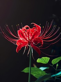神医嫡女之星河慕月影