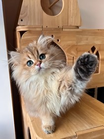 猫武士：霜降黎明