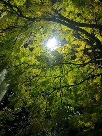 今夜沒(méi)有留燈
