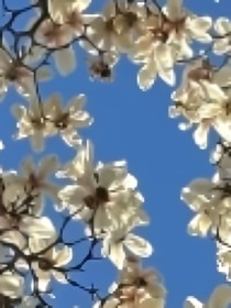 柳沐