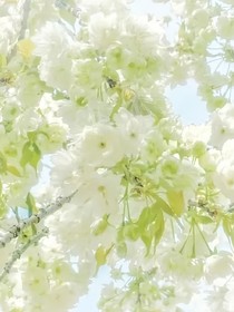 勿忘我与洋槐花