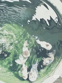 鸦噪的图坑