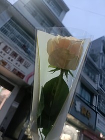 大樹(shù)下的小人家