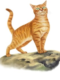 猫武士之原始猫