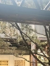 南山春
