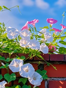 牵牛花的花语