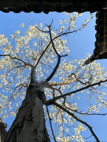 嫡女風(fēng)華：情牽眾心