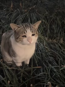 豪門公子和頂流男明星的曖昧拉扯