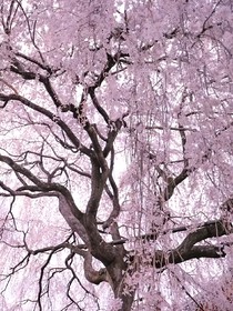 春时见
