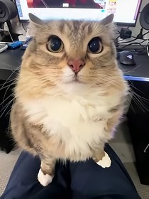 宣传一下封面？