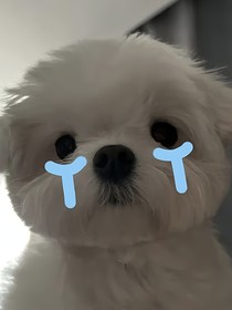 少爷竟然是爱哭小狗