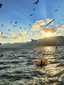 绝世：冰凌花落