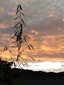 煙晨