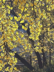 神話：以四季之名