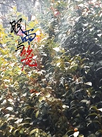 眠雨与笼
