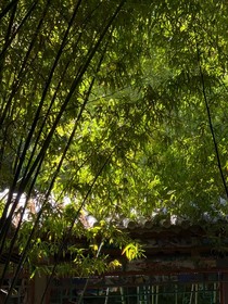 竹林小院