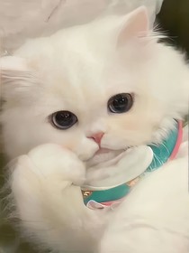 张凌赫未来