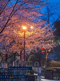 鎖住她后，總裁才發(fā)現(xiàn)其實是雙向奔赴