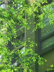 春末已過，月光再無