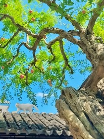 风月薄凉
