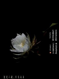 昙花祭梦