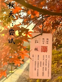 秋天：尝试