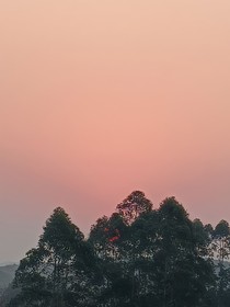 苦澀的禁果