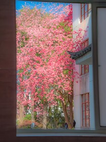 景明春光
