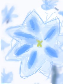 黑种草