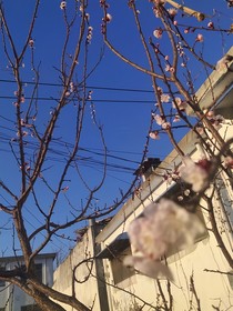 初春無(wú)雨