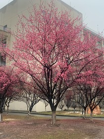 樱花下的我