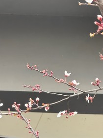 延禧攻略之夜幕之下
