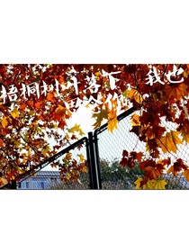 梧桐树叶落下我也思念你