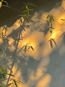 我，偏偏，喜欢你
