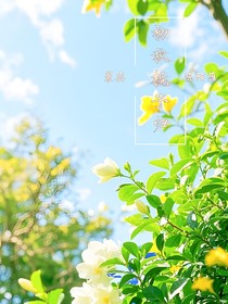 秋季栀子归