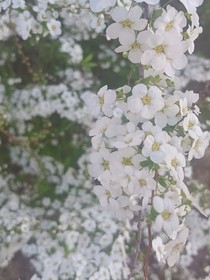 那叢林