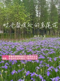 时光裂痕处的鸢尾花